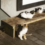 stock photo stray cats