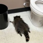 Viral drunk raccoon confirmed as repeat offender after liquor store break-in