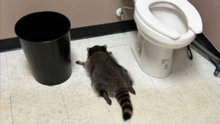 Viral drunk raccoon confirmed as repeat offender after liquor store break-in