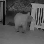 Dog looking into camera