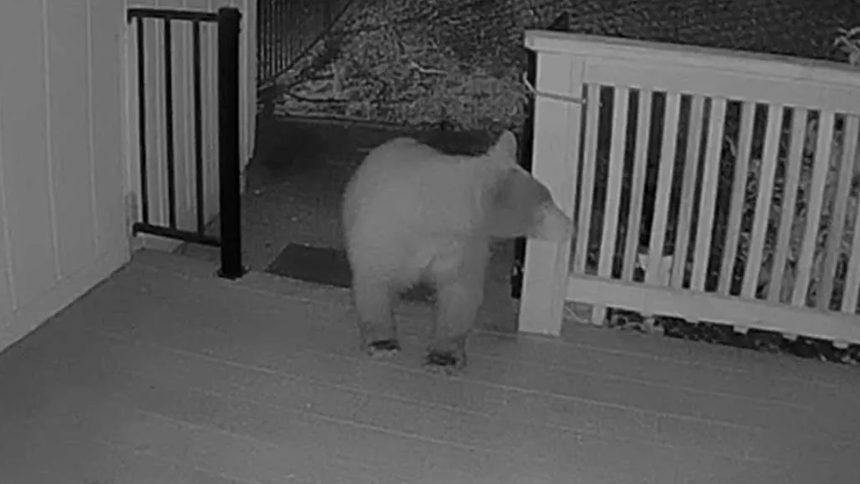 Dog looking into camera