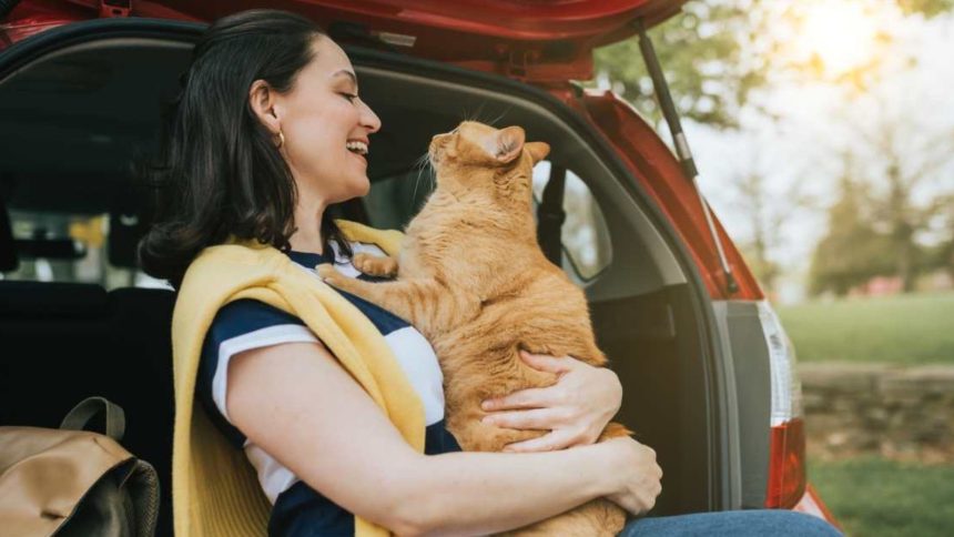 cat riding in car