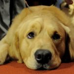 golden retriever dog