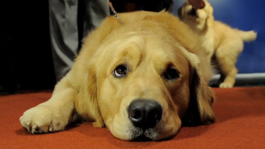 golden retriever dog