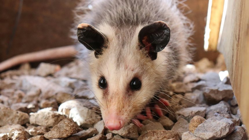 Rizzbot robot with arms out and cowboy hat on gesturing at camera