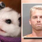 A photo of a possum alongside Ross Creations' mugshot.