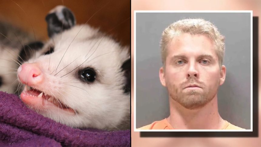 A photo of a possum alongside Ross Creations' mugshot.