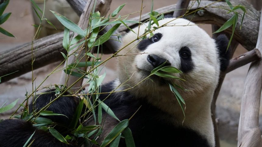 Panda eating bamboo