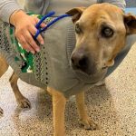 Lost dog returns after going missing for 10 years