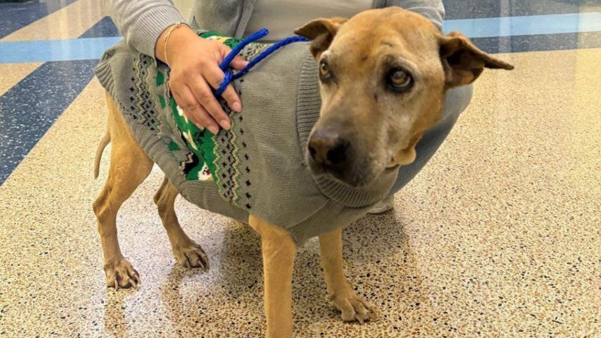 Lost dog returns after going missing for 10 years