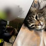 amazon driver caught taking cat