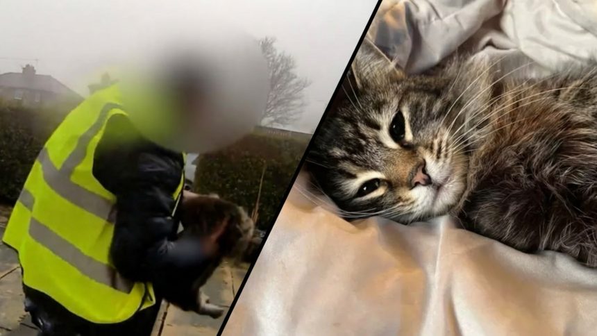 amazon driver caught taking cat