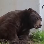 A black bear escaping from underneath a home.