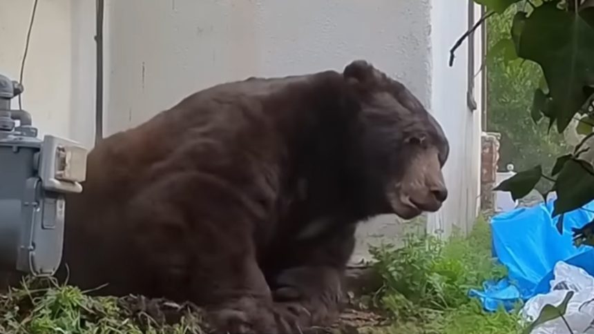 A black bear escaping from underneath a home.
