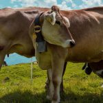 pokemon go best battle league great league team precious paths season