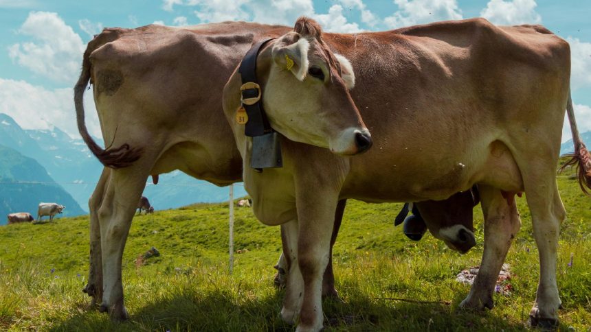 pokemon go best battle league great league team precious paths season