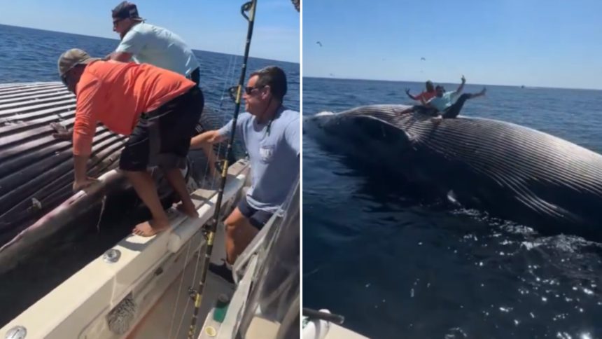 fisherman jump on dead whale