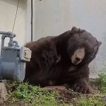 Massive black bear climbing out from underneath house