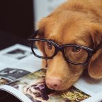 Dog wearing glasses laying down on book