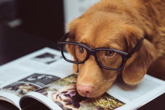 Dog wearing glasses laying down on book