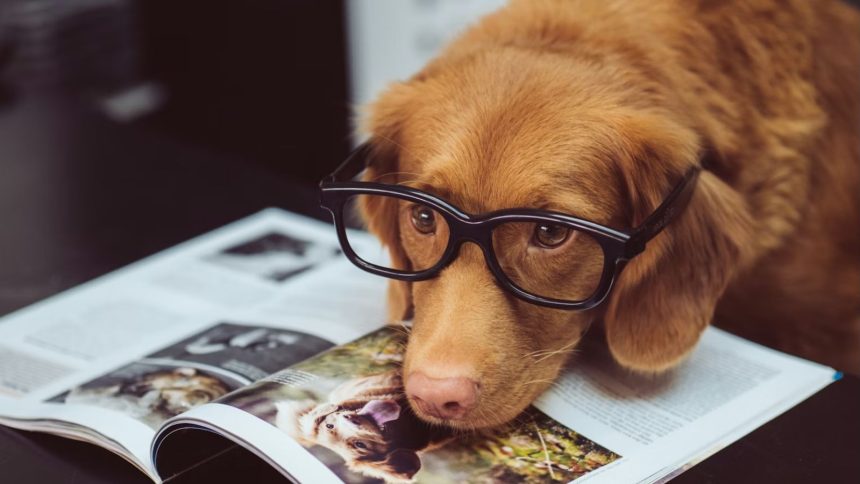 Dog wearing glasses laying down on book