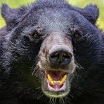 Black bear