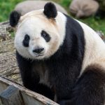 A photo of a Giant Panda.