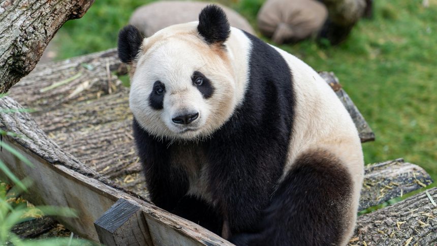 A photo of a Giant Panda.