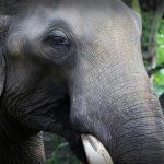 A photo of an Indian Elephant.