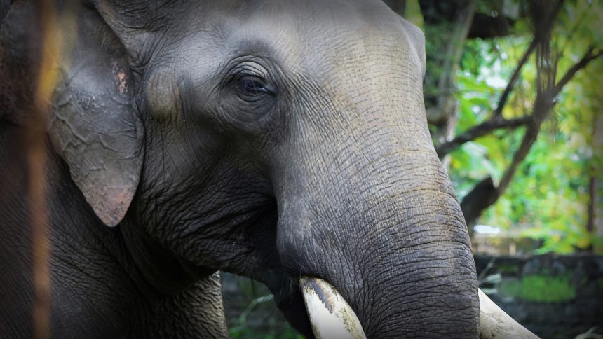 A photo of an Indian Elephant.