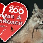 The San Antonio Zoo's Cry me a Cockroach logo alongside a photo of a fox with a dead rodent in its mouth.
