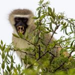 Vervet monkeys spotted loose in St. Louis