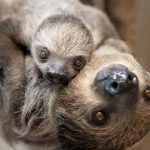 A mother sloth with her baby.