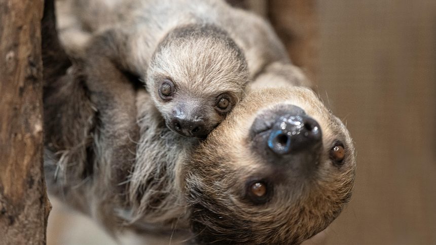 A mother sloth with her baby.