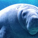 Manatee swimming