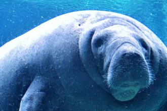 Manatee swimming