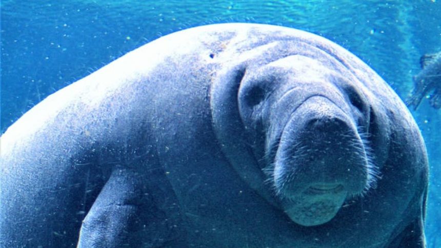 Manatee swimming