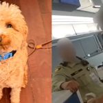 dog left behind woman arrested