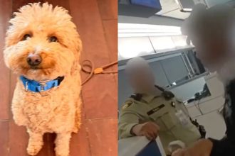 dog left behind woman arrested