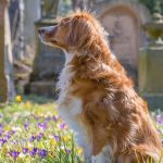 Dog in a graveyard