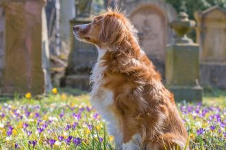Dog in a graveyard