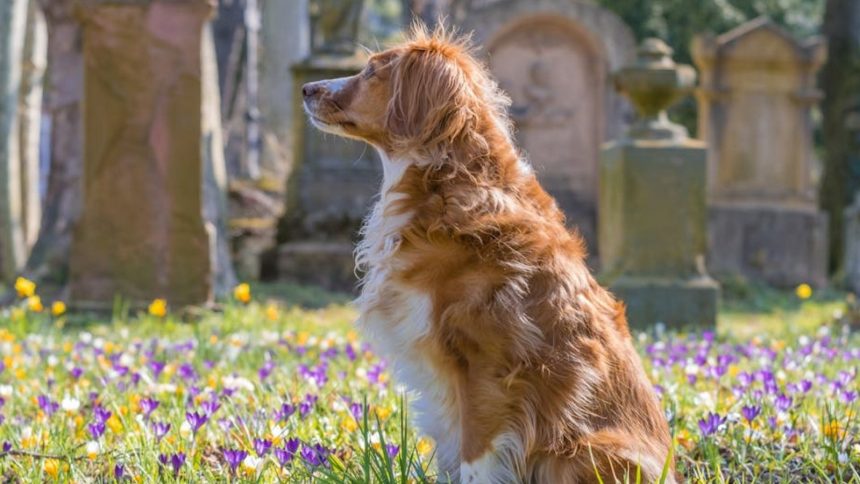 Dog in a graveyard