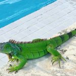 Green Iguana next to blue pool