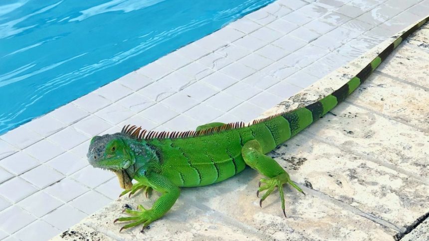 Green Iguana next to blue pool