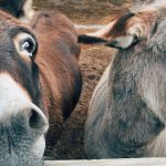 Two donkeys