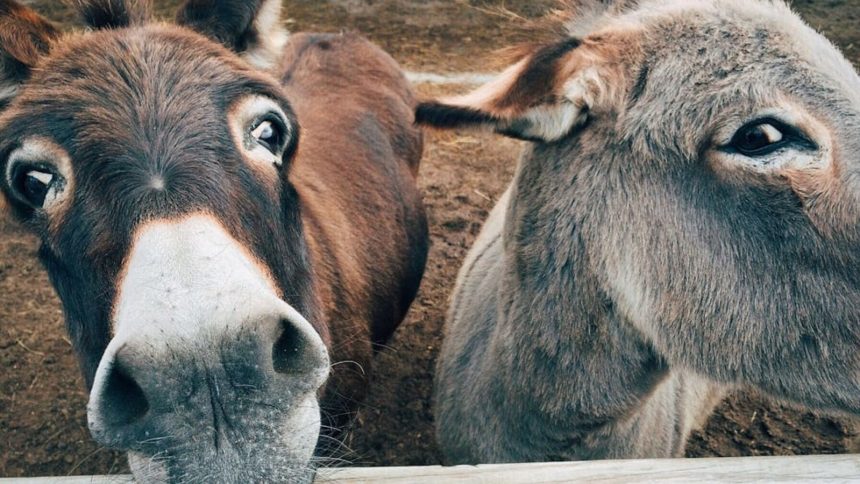 Two donkeys