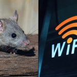 Rat alongside wifi logo in orange