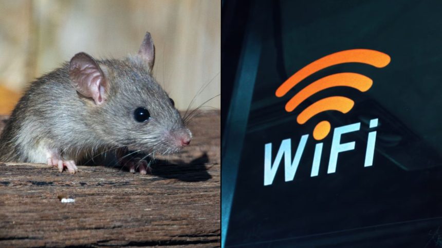 Rat alongside wifi logo in orange