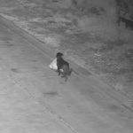 CCTV footage of a small dog carrying a garbage bag.
