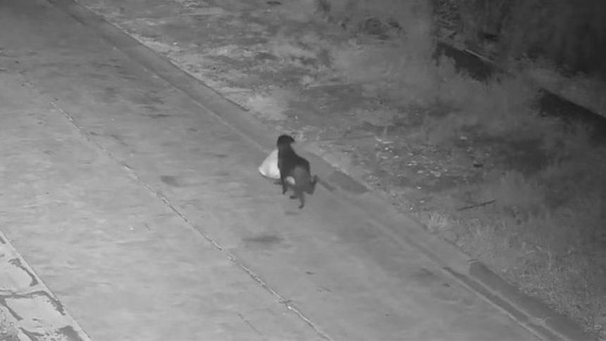 CCTV footage of a small dog carrying a garbage bag.